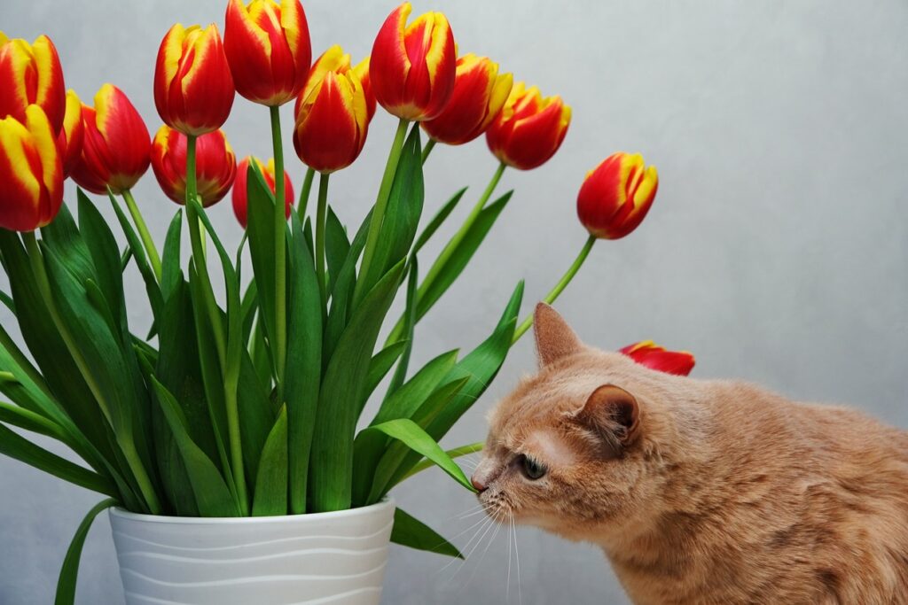 A cat smelling a bouquet of tulips, Pet Poison Prevention