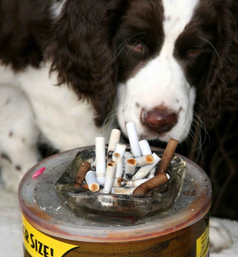 A dog smelling at a cigarette butts, Pet Poison Prevention