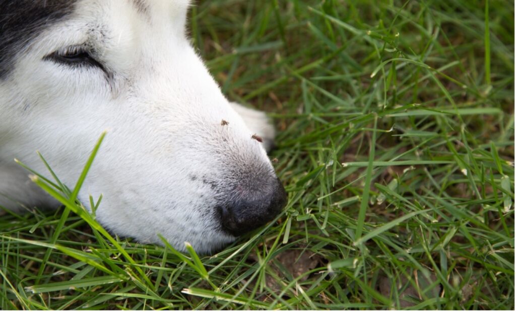 A close up of a dog's face with a mosquito, Heartworm Disease: Defend Your Pet's Heart Against this Devastating Disease
