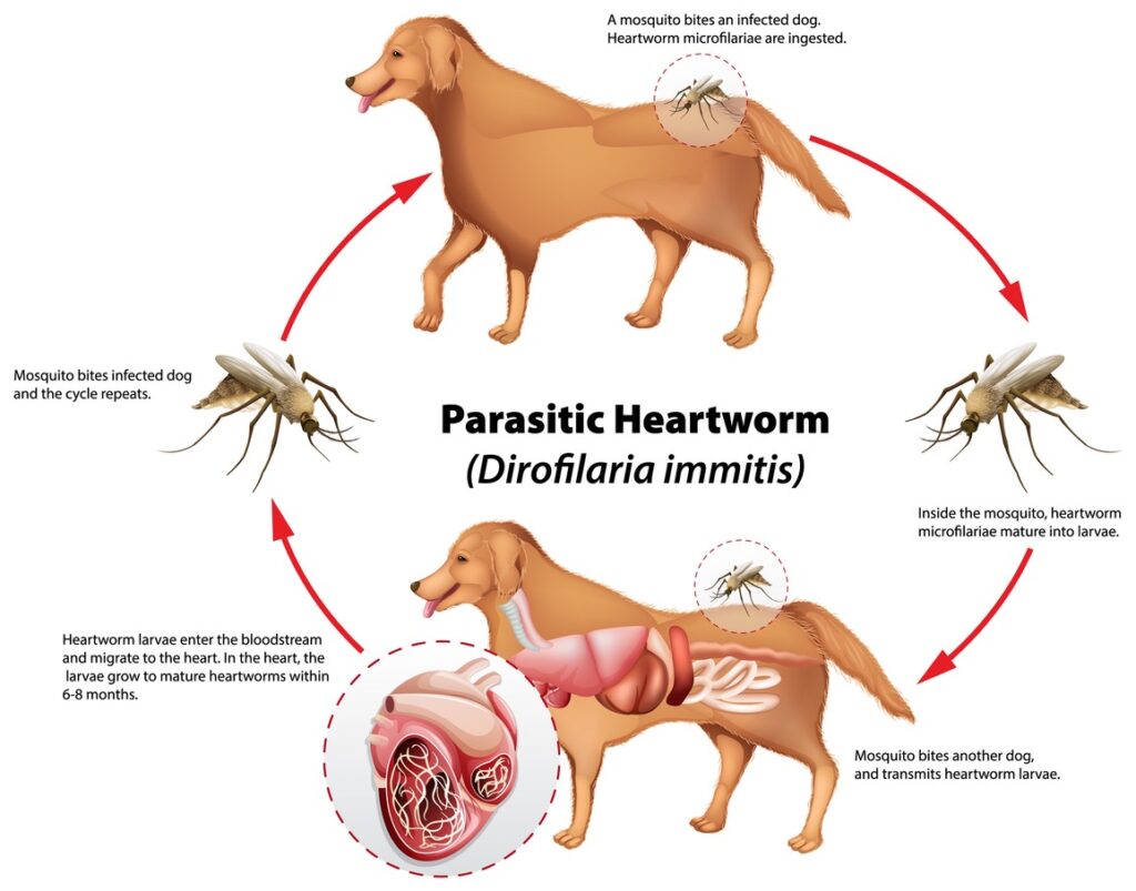 A diagram of the lifecycle of a heartworm of a dog