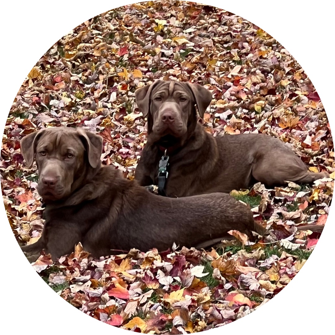 two dogs lying in leaves. When your pet needs their health exam or is sick or injured, call our veterinary office to make your appointment
