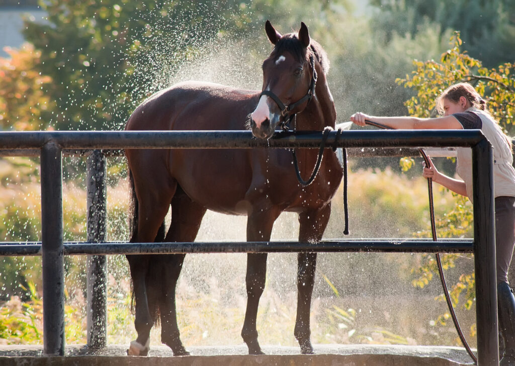 Horse enjoying the shower outdoor