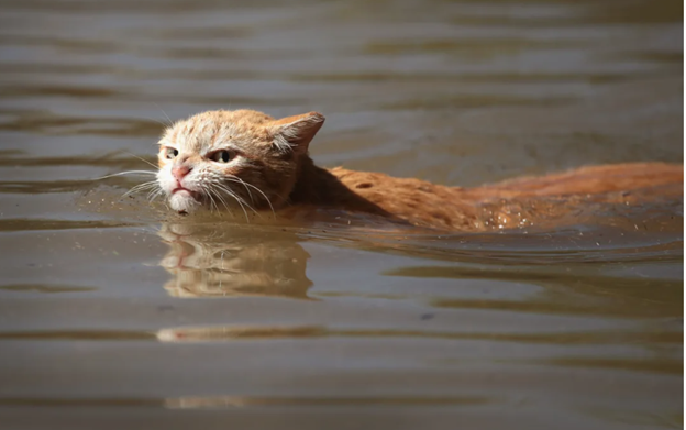 A cat swimming in water, Pet Disaster Preparedness