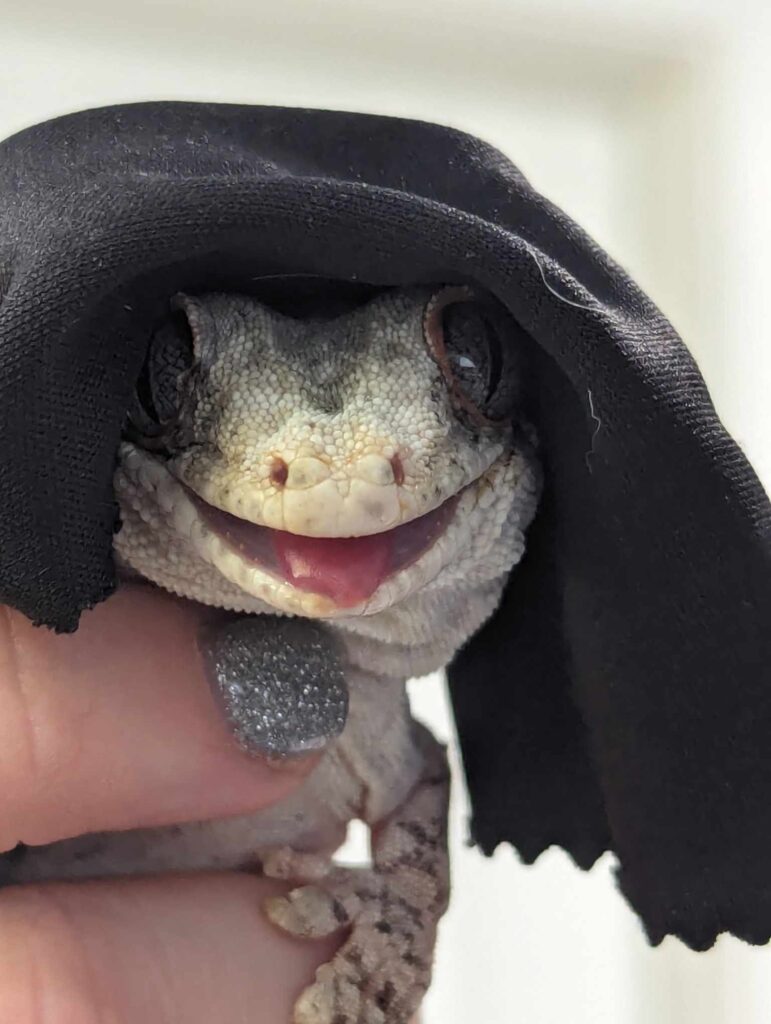 A lizard with a black cloth on its head, Pet Disaster Preparedness for Exotic Pets