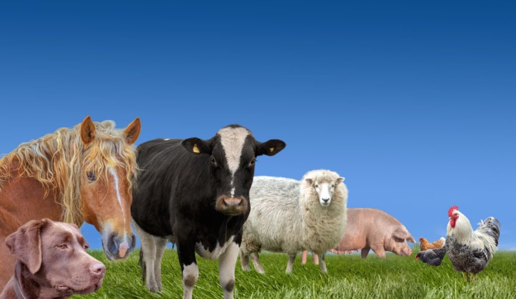 A group of farm animals in a field, Vaccinations for Domestic Animals