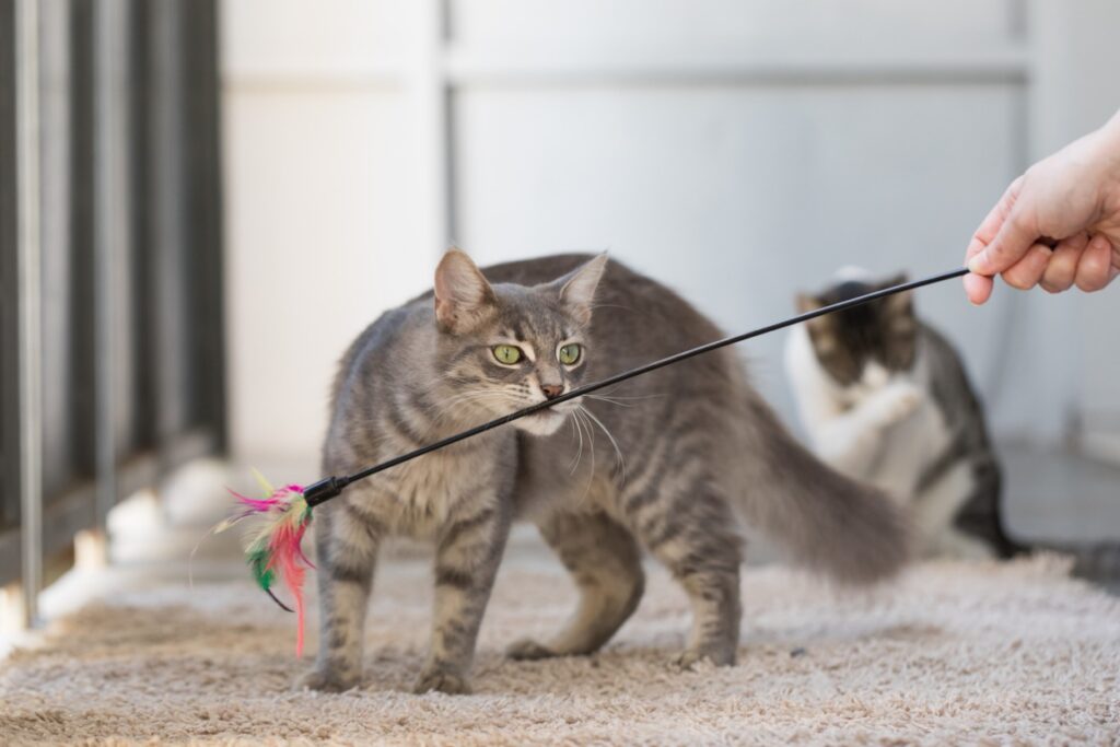 A cat holding a toy, Keeping Their Minds Active: Why Mental Stimulation is Vital