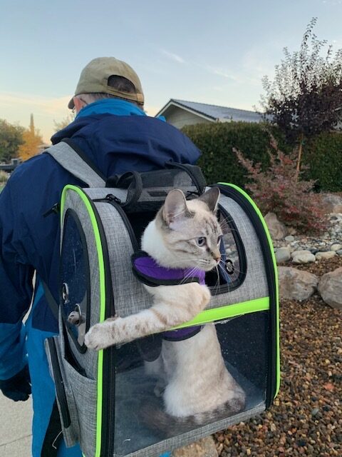 A cat in a carrier