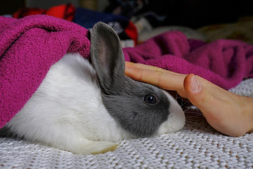 A hand touching a rabbit, How Your Health Benefits from Being Active with Your Pet