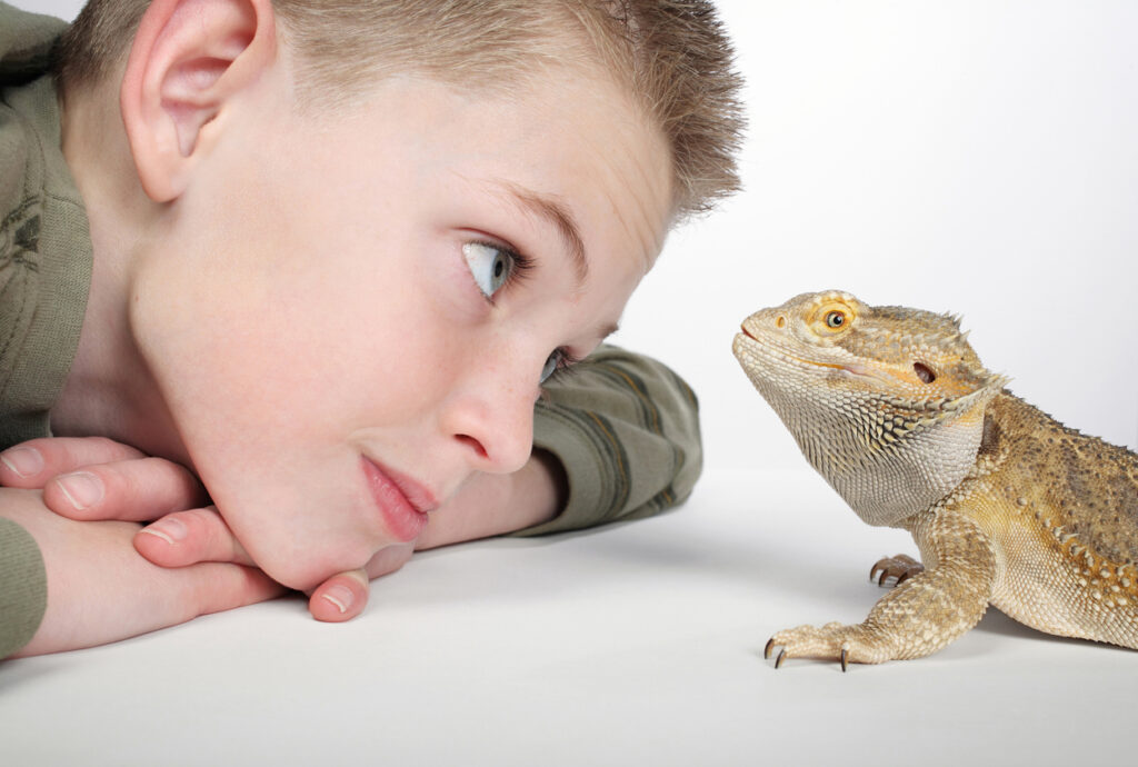 A child looking at a lizard, Understanding Your Pet’s Emotions