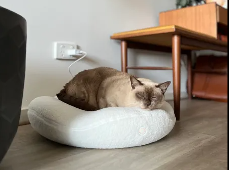 Elderly cat in a Knead Therapeutic Cat Bed