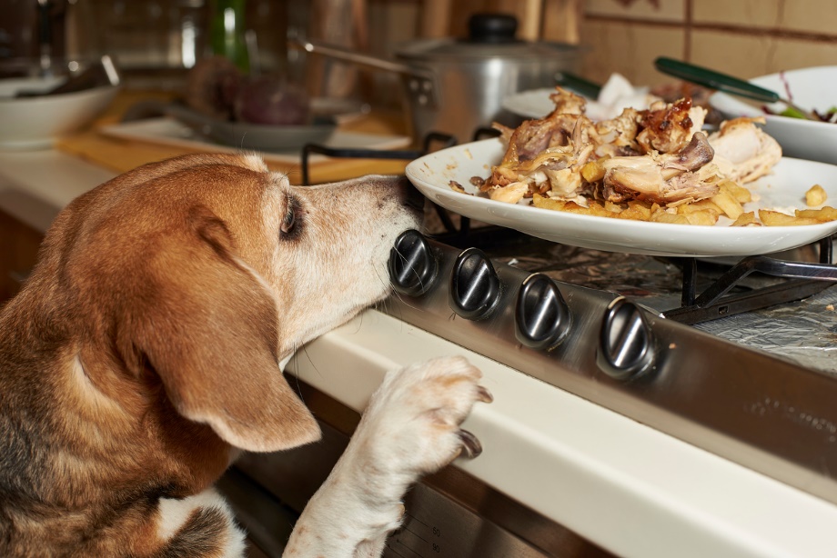 A dog looking at a plate of food on a stove