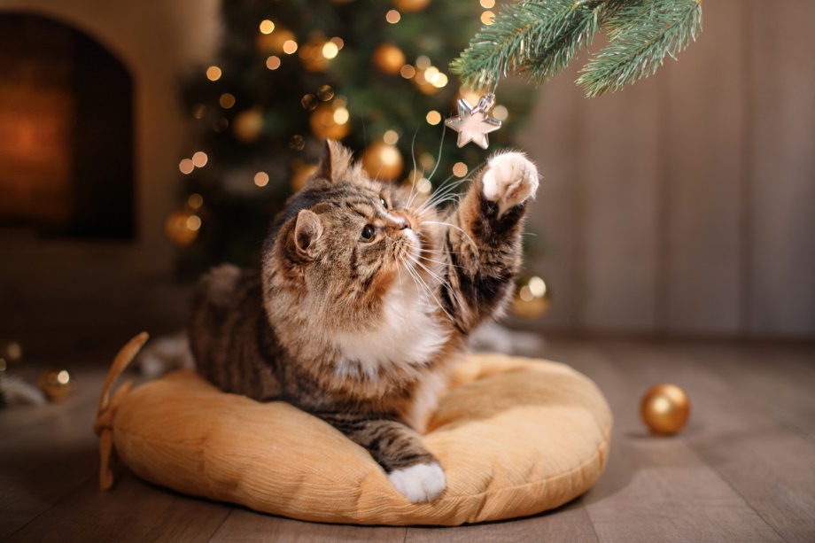 cat playing with a christmas tree ornament