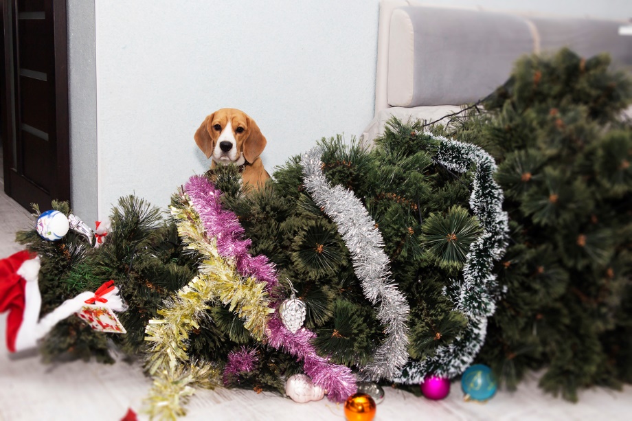 A dog sitting in behind a toppled christmas tree
