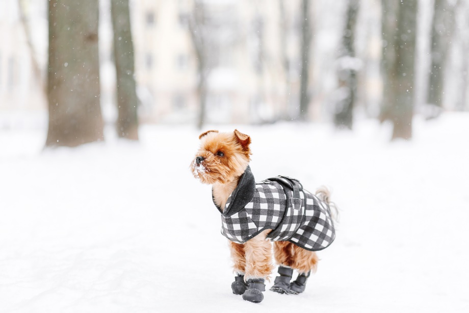 A dog wearing a coat and boots in the snow
