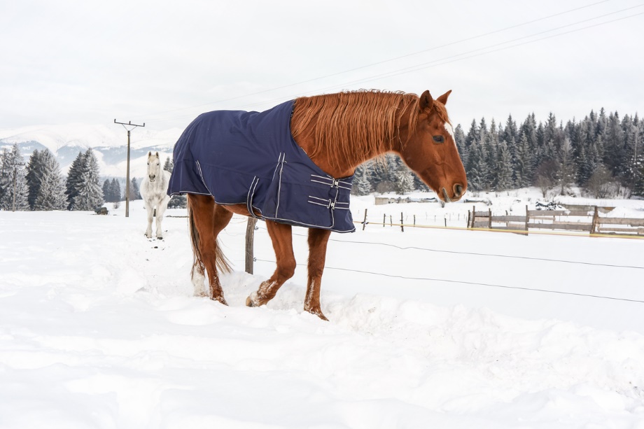 A horse in a blanket in the snow
