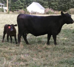 cow and calf in a field