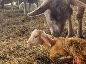 sheep and lamb on straw