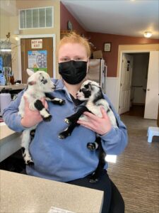 person with a mask holding two baby lambs