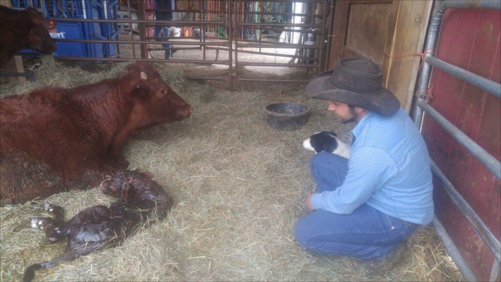 person and dog watching a cow and a newborn calf