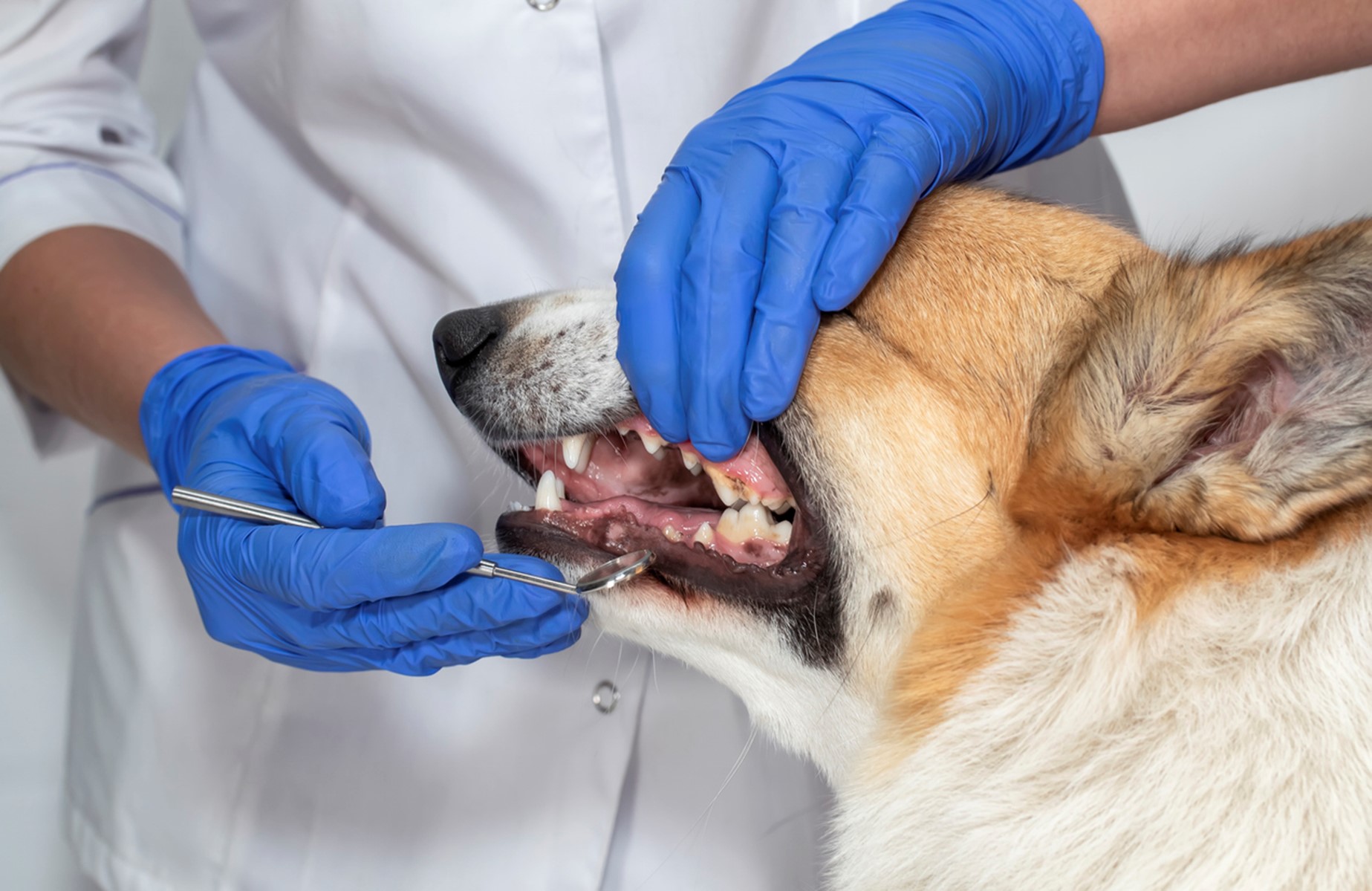 A dog being examined by a dentist, Dental Care for Pets: Tips for Furry, Exotic, and Farm Friends