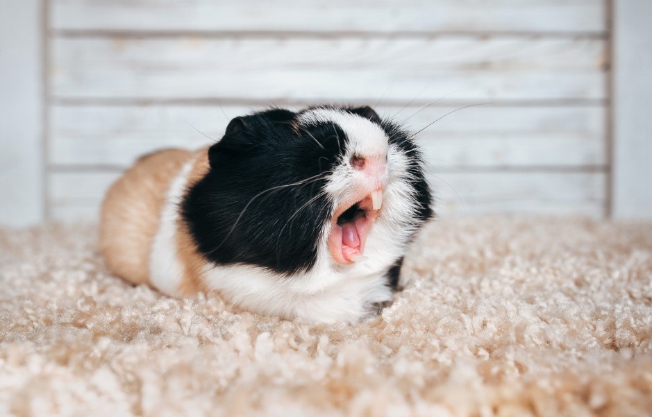 A guinea pig yawning on carpet, Dental Care for Pets