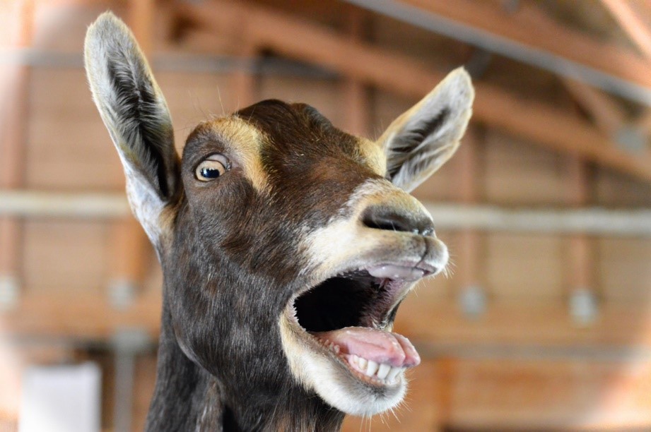 A goat with its mouth open, Dental Care for Pets