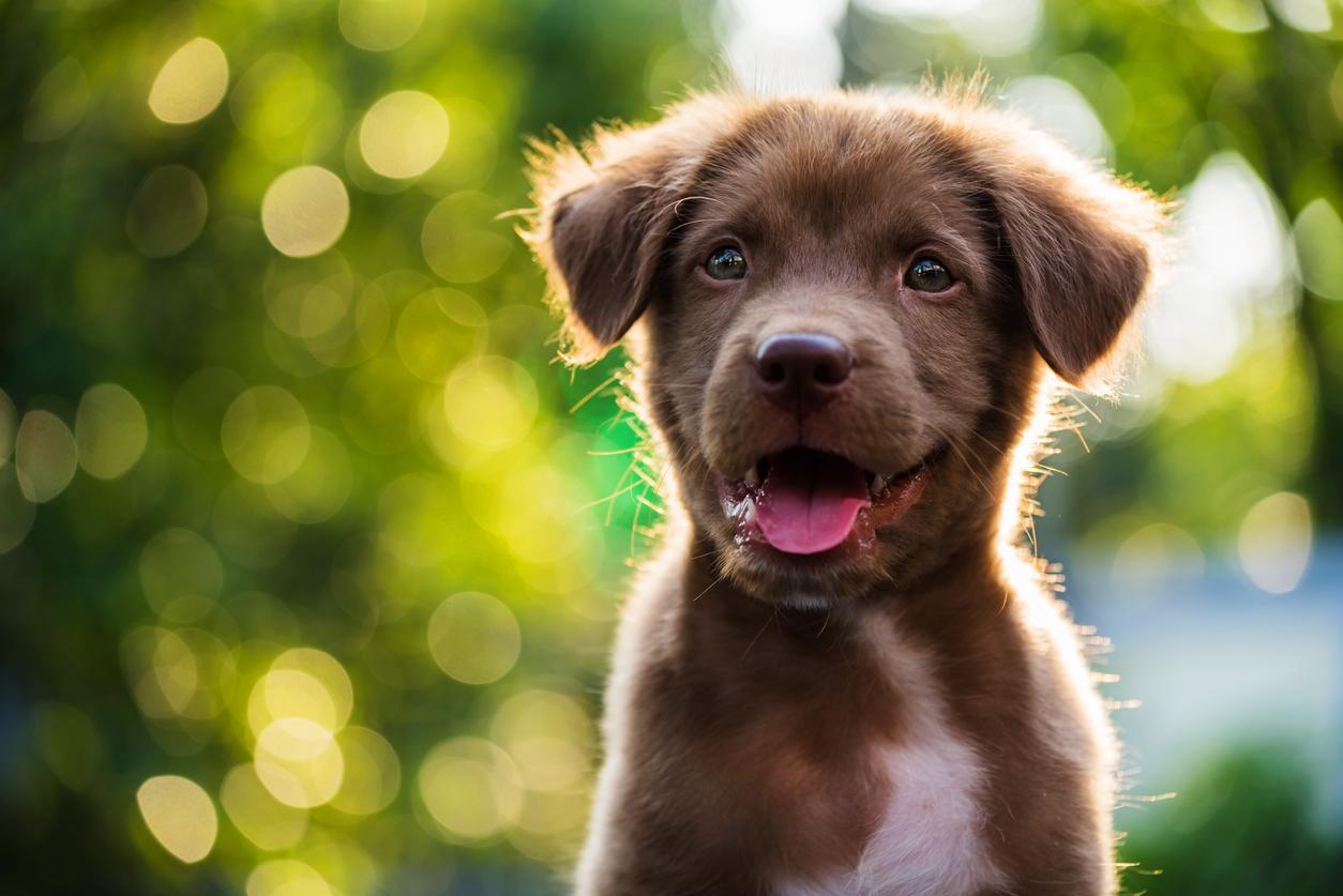 A brown puppy with its tongue out, Healthy Habits for a Happy Pet: New Year's Resolutions for 2025