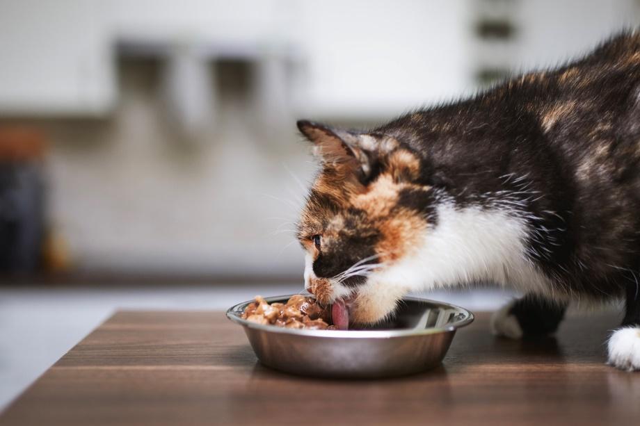 A cat eating food from a bowl
