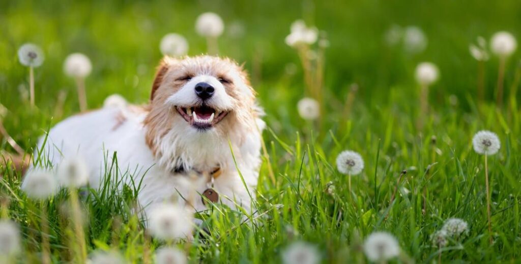 A dog in the grass
