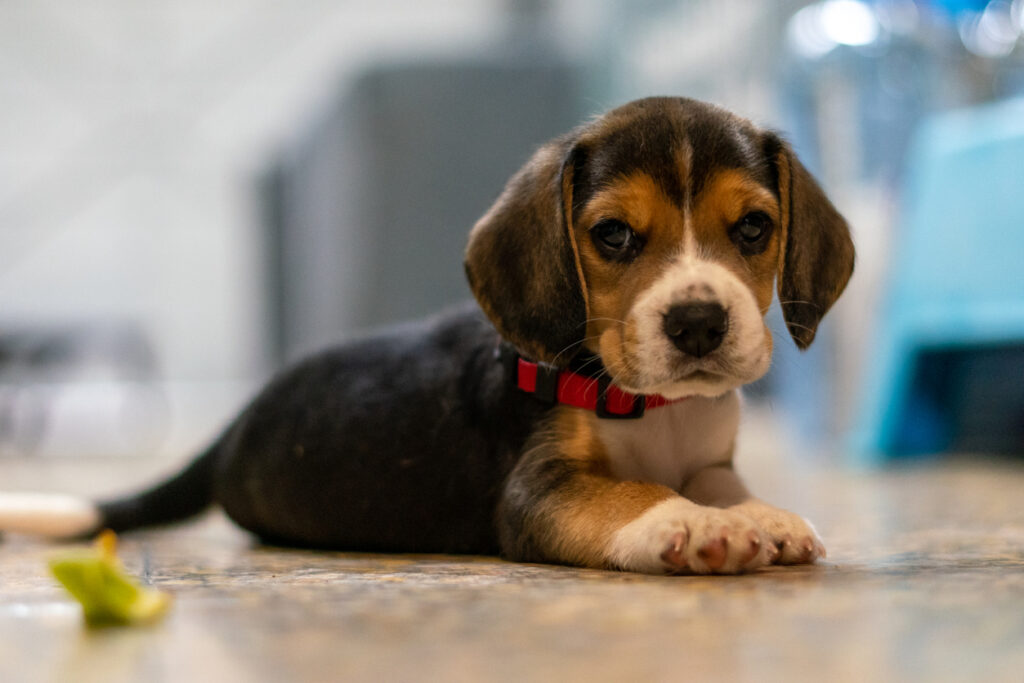 Pet Allergies in New York: How to Help Your Itchy Pet, A dog lying down