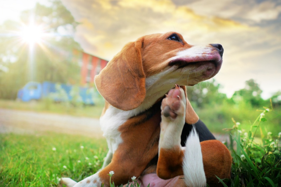 Pet allergies in New York, A dog scratching itself