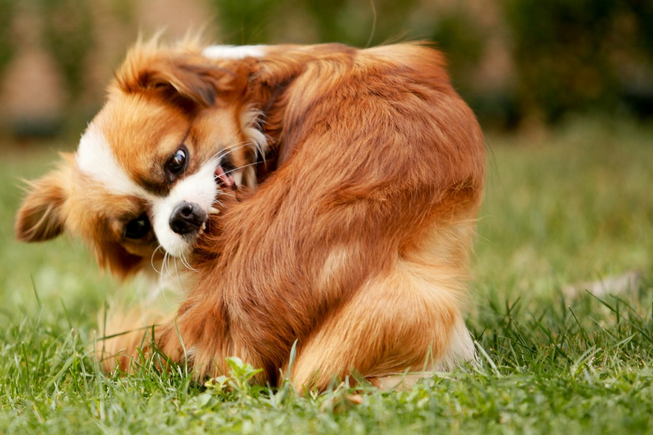 Pet allergies in New York, A dog biting itself