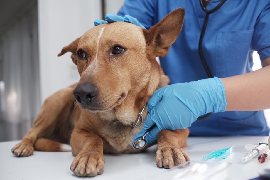 Pet allergies in New York, A dog being treated by the vet