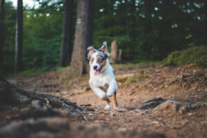 Prevent Fleas and Ticks: Tips from All Animal Veterinary Services, A dog running in a forrest
