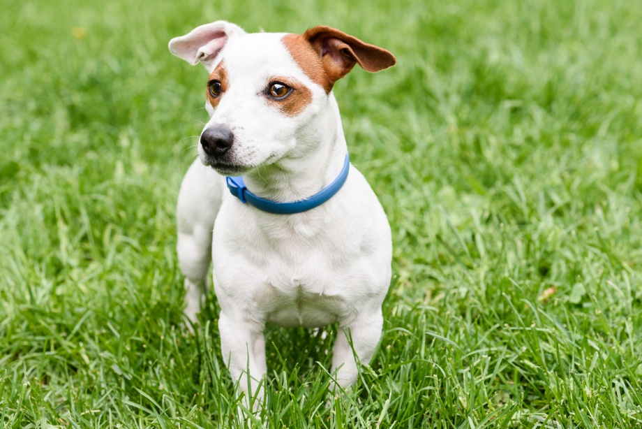 prevent fleas and ticks,  A  dog in a field