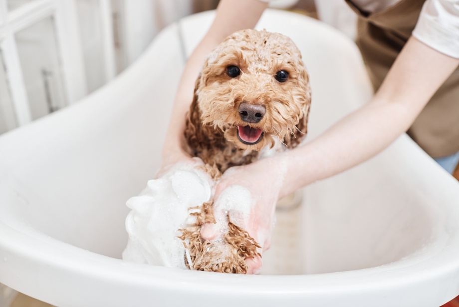 prevent fleas and ticks, A dog getting a bath
