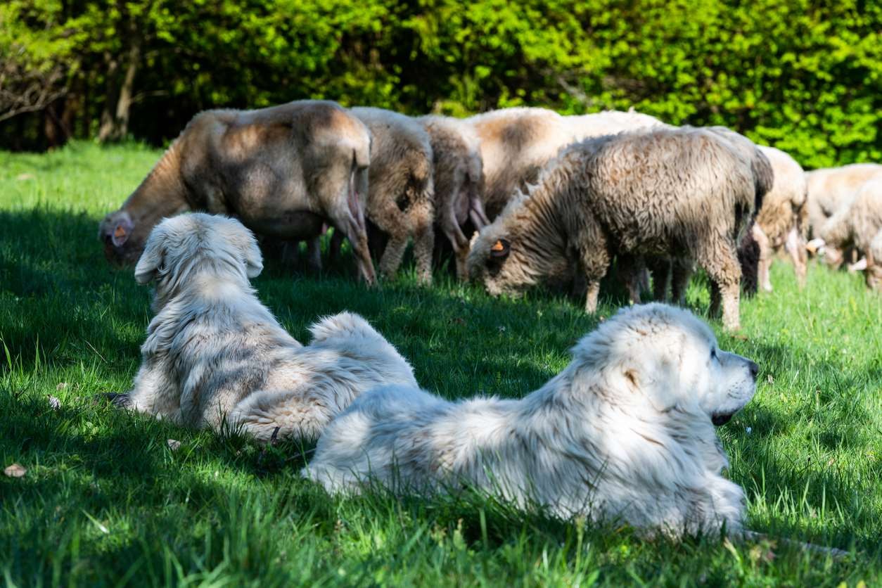 Summer Safety Tips: Keeping Pets, Pocket Pets, and Livestock Healthy All Season, A group of dogs lying on grass