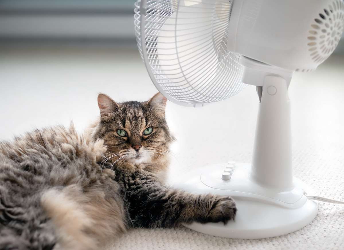 Summer safety tips, A cat lying by a fan