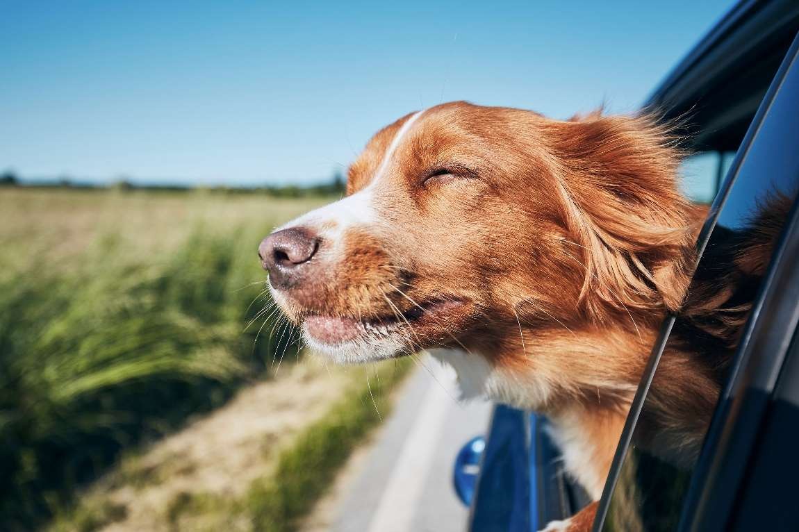 Summer safety tips, A dog with its head out of the car window