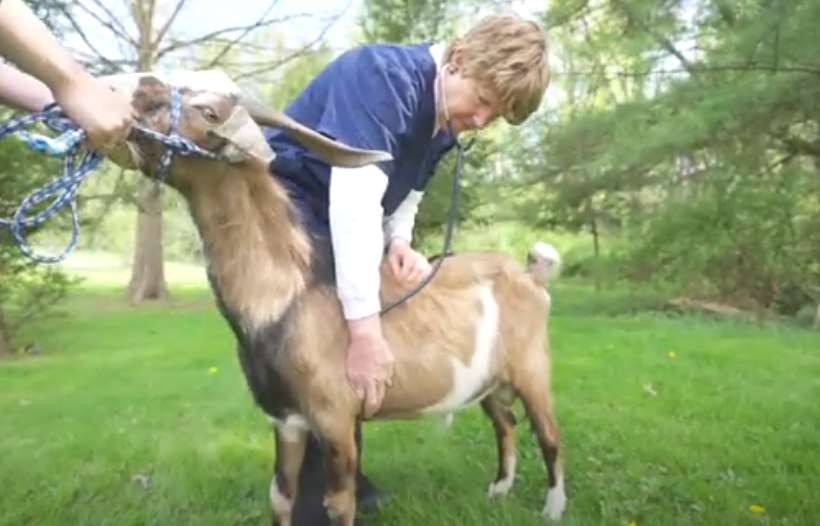 Summer safety tips, A person petting a goat