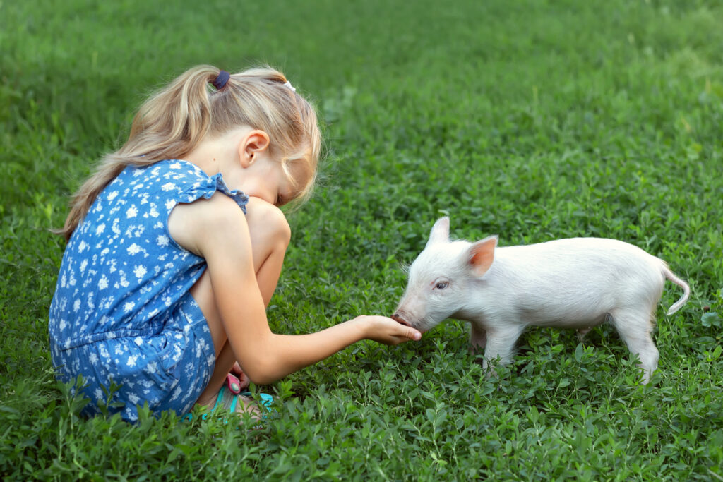 Zoonotic Diseases: Protecting Your Family and Animals from Shared Illnesses, Cute girl feeding a piglet. The concept of love for animals.