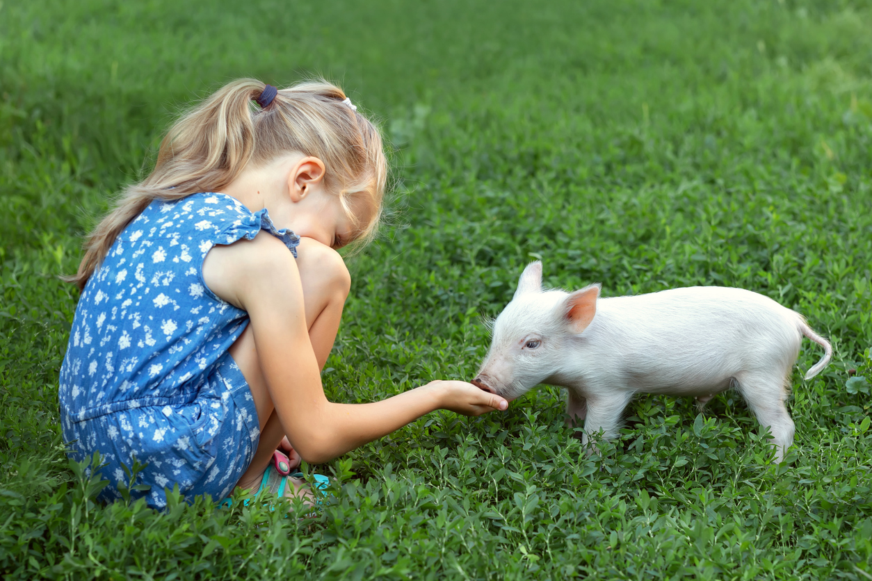 Zoonotic Diseases: Protecting Your Family and Animals from Shared Illnesses, Cute girl feeding a piglet. The concept of love for animals.