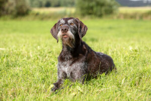 Senior Pet Heart Health: A Simple Breathing Check That Could Save a Life, Summer portrait of a cute senior German wire-haired pointer.