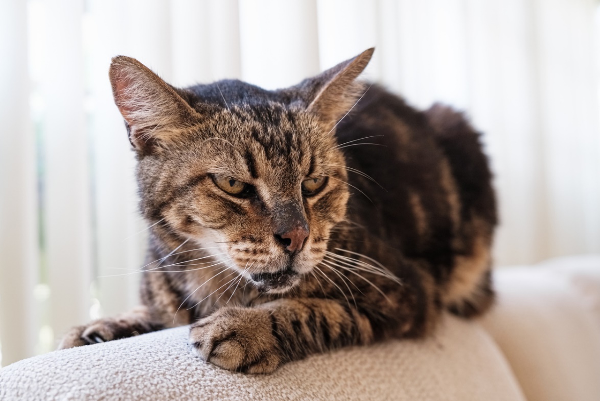 senior pet heart health, An image of an elderly cat laying on the couch