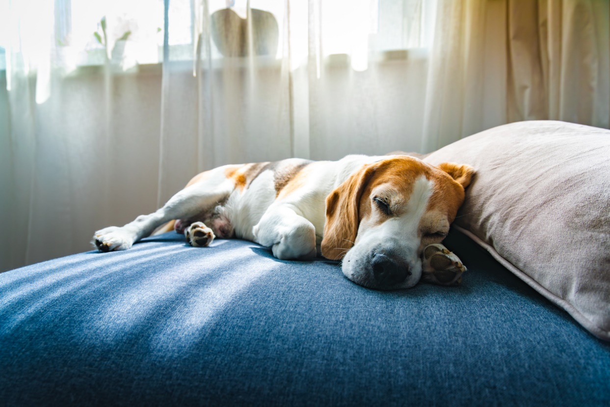 senior pet heart health, A senior dog laying down sleeping on a bed