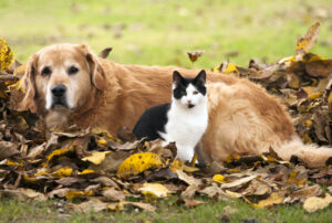 Fall Pet Care Guide from All Animal Veterinary Services (Modena, NY), Cat and dog lying in the autumn leaves.