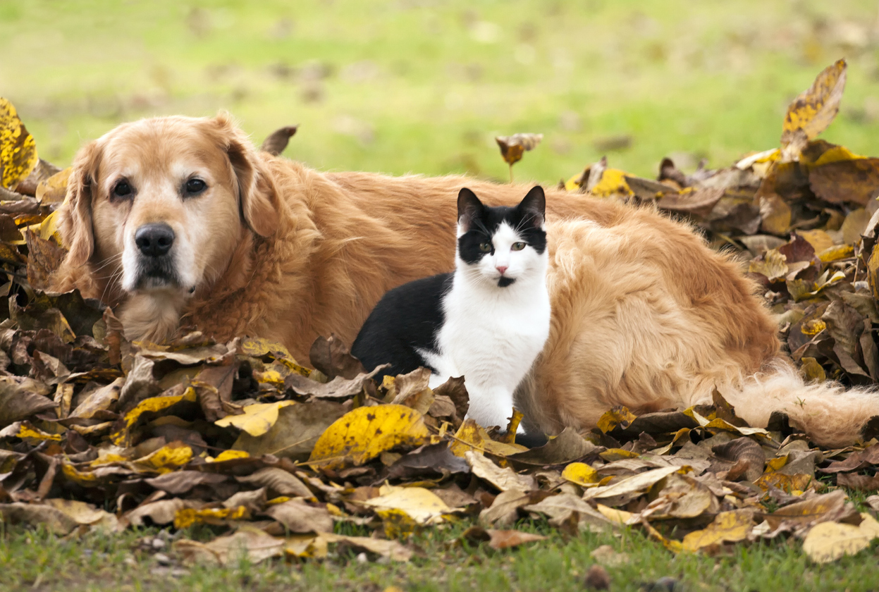 Fall Pet Care Guide from All Animal Veterinary Services (Modena, NY), Cat and dog lying in the autumn leaves.