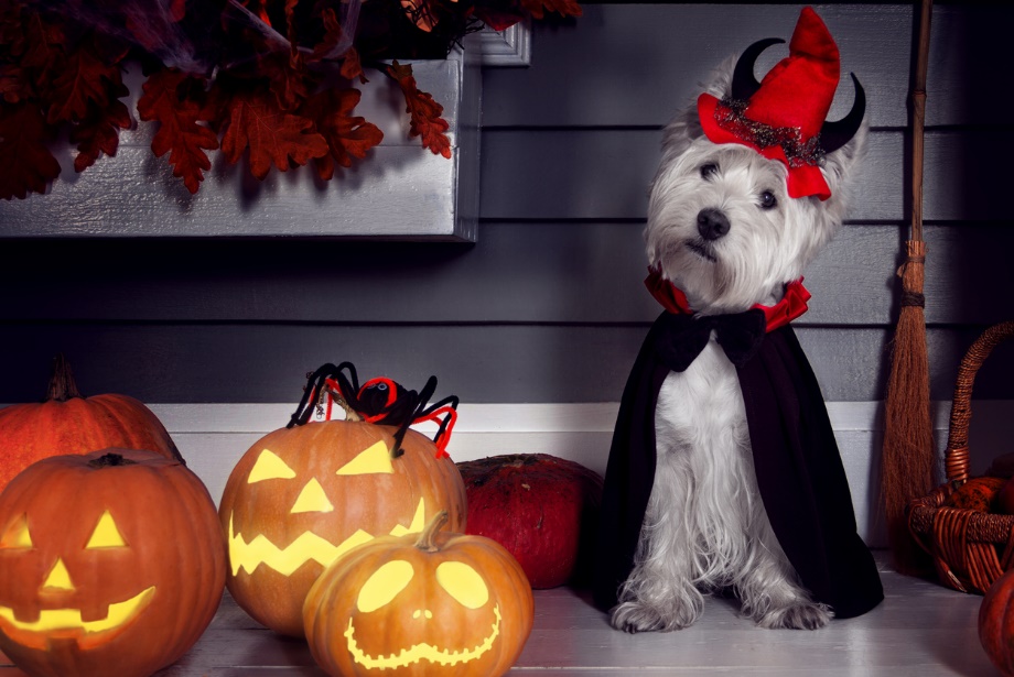Fall pet care guide, A dog in a halloween costume