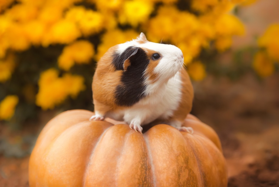 Fall pet care guide, A hamster on a pumpkin