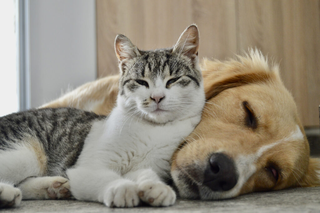 Pet Cancer Awareness: When to Take Action on Lumps and Bumps, A cat lying on a dog